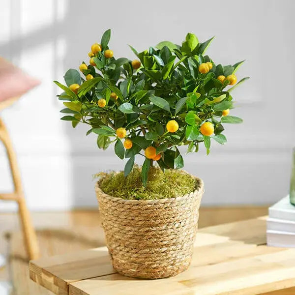 1694178018835-Orange_Tree.webp