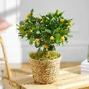 1694178018835-Orange_Tree.webp