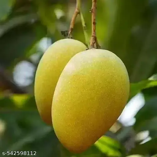 hddaf_512.webp
