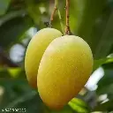 hddaf_512.webp