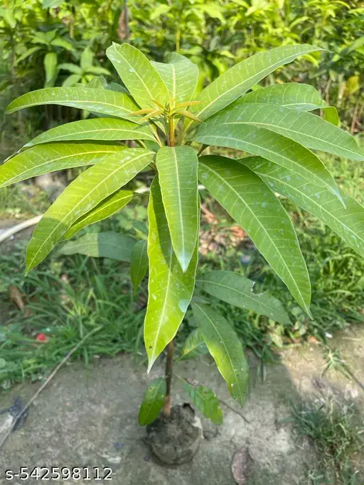 ji71f_512.webp