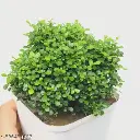 crshg_512.webp