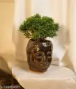 Kamini Table - Table Kamini Plant Pack Of 1
