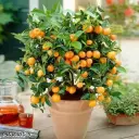 Mini Orange Fruit plant  japanes plant Live Plant