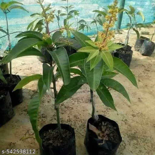 🥭 All Time Mango Fruit Plant – Live Grafted Plant for Home & Garden Grow your own tropical delight with the All Time Mango Fruit Plant, a premium live plant ready to thrive in your garden, balcony, or terrace. Ideal for gifting or home gardening, this mango plant is perfect for all seasons and can bear juicy fruits with proper care.
