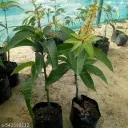 🥭 All Time Mango Fruit Plant – Live Grafted Plant for Home & Garden Grow your own tropical delight with the All Time Mango Fruit Plant, a premium live plant ready to thrive in your garden, balcony, or terrace. Ideal for gifting or home gardening, this mango plant is perfect for all seasons and can bear juicy fruits with proper care.