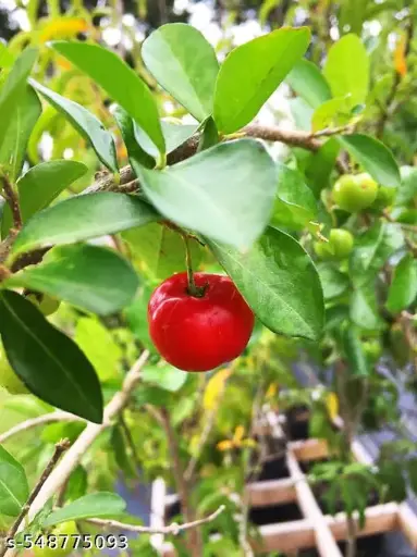 PREMIUM QUALITY CHERRY PLANT
