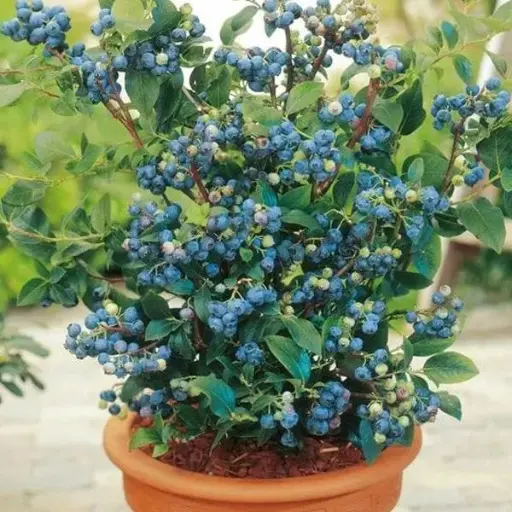 blueberry plant