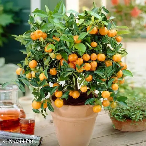 Mini Orange Fruit plant  japanes plant Live Plant